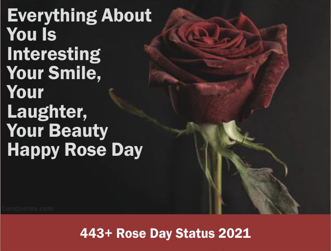 443+ Rose Day Status 2021