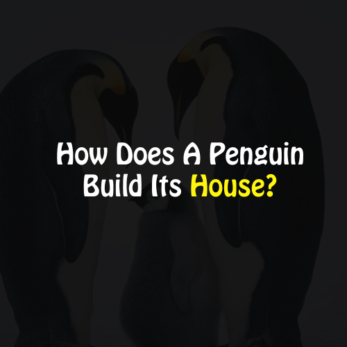 Penguin Funny Quiz And Answers 2024